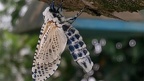 papillon-2