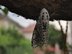 papillon-4
